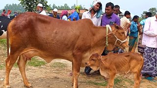 @আজ January 31, 2025| বাছুর সহ গাভী গরুর দাম | gavi goru dam | | আমবাড়ী হাট |দিনাজপুর