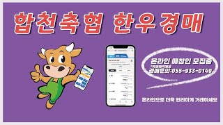 합천축협 스마트 한우경매시장 중계 영상|2025년02월13일 혈통송아지 경매