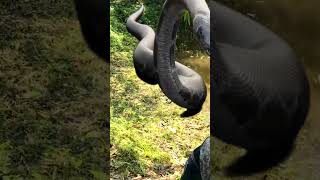 Anaconda Snake Chasing Boy video 🐍 #Shorts