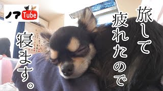 オープンテラスでチワワとカフェを楽しむ…帰宅後ぐっすり眠る寝顔が天使♪／チワワのノアtube #187