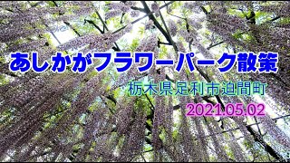 ふじの花に圧倒！足利フラワーパーク散策(栃木県足利市)2021/05