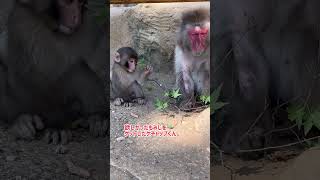 【高尾山さる園】もみじとケチャップ【SNOW MONKEY】 #monkey #snowmonkey #japanesemacaque #ニホンザル