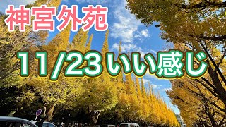 【神宮外苑の紅葉】11/23いちょう並木は黄金色のおとぎの国だった(^^)