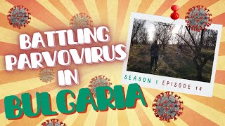 Episode 14 - Battling Parvovirus in Bulgaria | Saving Bulgarian Puppies