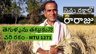 అధిక దిగుబడి ఇచ్చే MTU 1271 వరి రకం|varilo lo adika digubadi eche rakam MTU 1271 | karshaka nestham