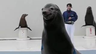 笑うアシカ　Sea lion Smile　鴨川シーワールド