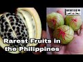 10 Fruits in the Philippines you might never know | Rarest Edible Fruits in the Philippines