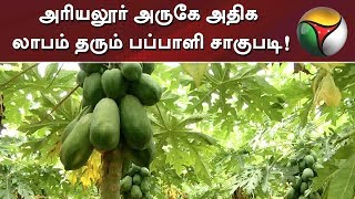 அரியலூர் அருகே அதிக லாபம் தரும் பப்பாளி சாகுபடி!: விவசாயிகள் மகிழ்ச்சி | #Pappaya