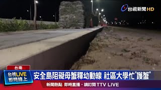 安全島高低落差 陸蟹媽媽恐受困.遭路殺