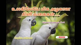 10 most beautiful parrot in the world in Tamil || உலகிலேயே மிக அழகான கிளி வகைகள் || kopika sathees