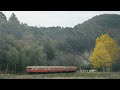 小湊鉄道【kominato railway】・イチョウの黄葉・キハ200