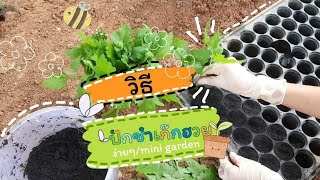 วิธีปักชำต้นเก๊กฮวย | mini garden