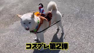 柴犬コスプレ第2弾！不本意でも楽しそうに走る君たちは最高の柴犬！