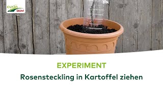 EXPERIMENT: Rosensteckling einfach in einer Kartoffel ziehen