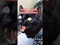 TANDA KUCING MELIHAT HANTU/SETAN #edm #music #remix #cat #oyenbesar #catlover #oyenbarbar #kucing