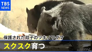 印パ国境で保護された双子のツキノワグマ、スクスク育つ