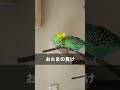 セキセイインコ おたま 自分も痒いのに掻いてあげるやさしさ