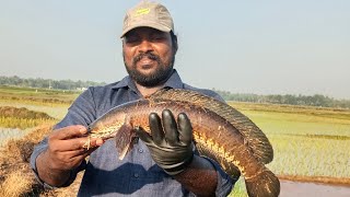 അടിപൊളി നാടൻ ബ്രാൽ sneakhead hunting @fishhunterstravel9965