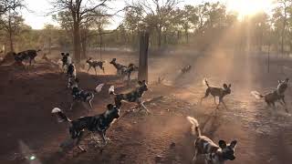 A pack of hungry wild dogs in Limpopo, South Africa Стая голодных диких собак