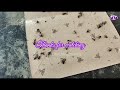 ഈച്ചയെ ഇല്ലാതാക്കാൻ എന്തെളുപ്പം fly killing easy method btech mix media how to get rid of fly