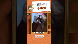 我和小猫的十年之约#小猫 #古董手机回忆 #iPhone#shorts