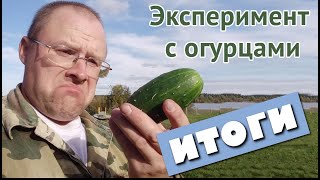 Эксперимент с огурцами. Итоги. Сбор урожая. Помидоры и клубника.