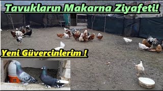 Tavukların Makarna Günü!Yeni Gelen Güvercinler!#Bütün Kümess!