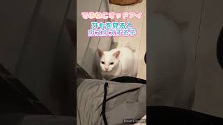 【でぶねこオッドアイ】でぶねこちゃん、ヒモを見ると我慢できない。 #ねこ #猫 #でぶねこ #でぶ猫 #白猫 #オッドアイ #白猫 #しろねこ #ぽっちゃり猫 #我慢 #目線