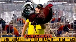 Beautiful Cardinal Club Kelso Yellow Leg Hatch ~ RANDEE GAMEFARM