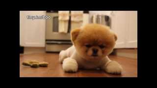 Boo - The World's Cutest Dog - Greatest Hits! ( All Videos HQ ) - MUST SEE!