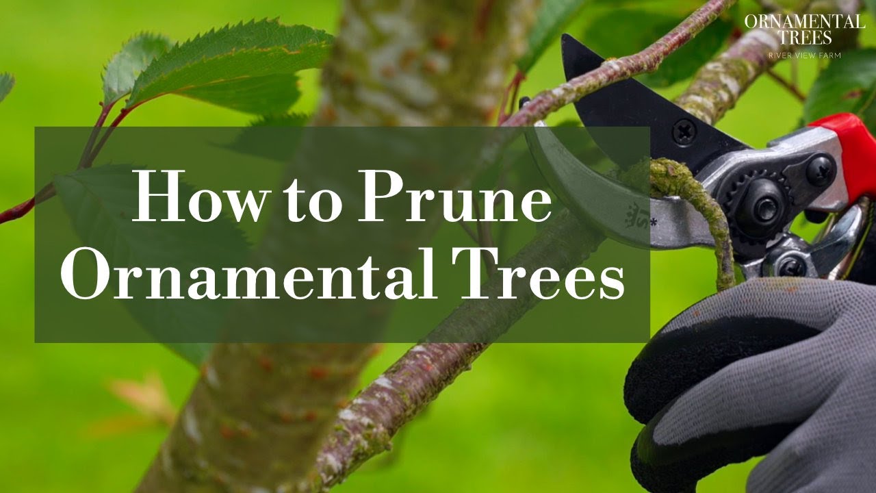 How To Prune Ornamental Trees Tree 101 Youtube