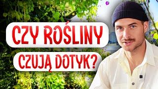 Czy rośliny czują dotyk?