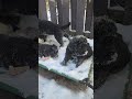 newfoundland pups in fresh snow