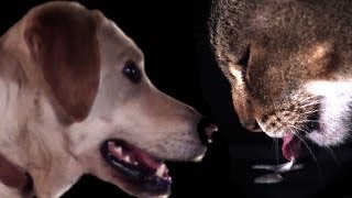 Cats vs Dogs in slow motion | Slo Mo #5 | BBC Earth Explore