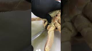 대게 입 쪼개서 피빼기 Snow crab blood removal