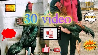 30 VIDEO DAVOMI BOR DAXSHAT TOZA QONLI ZOTLAR