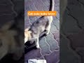 Cat cute baby lover #dancehall #music #rap #newmusic #trending #youtube #goviral