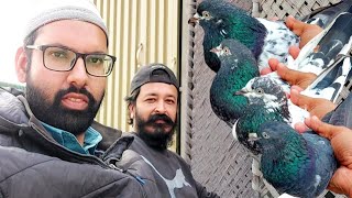 Bohat Shandar Breeder Kabootar | Aik Kabutar Sy Nasal Banana || Hashim Mahmood Pigeons