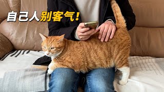 社牛猫的过年方式，讨好家人接待客人它是一点都不含糊