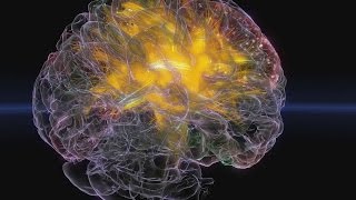Take a Virtual Tour of a WSJ Columnist's Brain