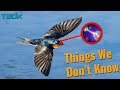 How Do Birds Migrate? - Things We Don't Know