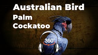 This bird says live your best life | Palm cockatoo | #Ambisonic #surroundsound #australianbirds