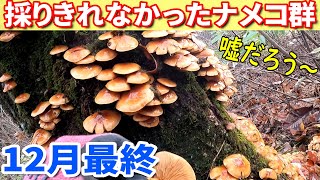 １２月中旬に出会った！採りきれなかった巨大ナメコ群達！