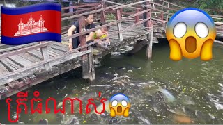 ត្រីនៅវត្តអង្គរជ័យ កៀនស្វាយ