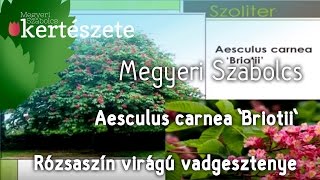 Aesculus carnea 'Briotii' - Rózsaszín (Piros)virágú vadgesztenye