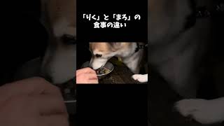 【わんことごはん】それぞれの食事風景〜Scene of dogs eating〜 #shorts