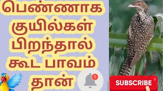 பெண்ணாக குயில்கள் பிறந்தால் கூட பாவம் தான்