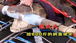 牙医给600斤的鳄鱼拔牙，出动十几个大汉，结果发现惊人的事牙