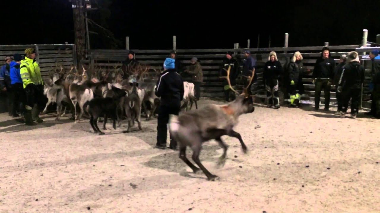 Reindeer Herding In Norway Youtube