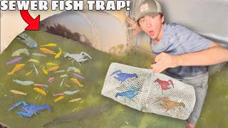 Sewer FISH TRAP Catches RARE Colorful CRAWFISH!
